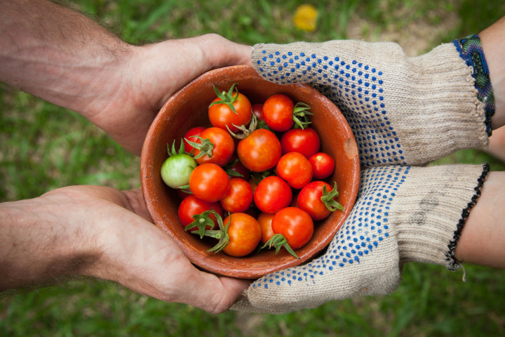 Bol de tomate échangé entre producteur et consommateur